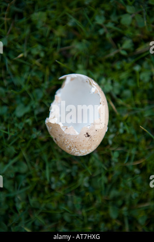 Farbbild aus Vogelperspektive aus blickte auf ein Ei welches entweder ausgebrütet hat oder hat gebrochen auf einige Rasen verlegen Stockfoto