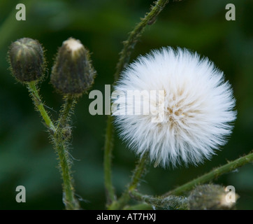 Löwenzahn Samen Kopf Stockfoto