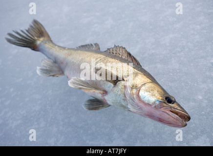 Nahaufnahme eines frisch gefangenen lebenden europäischen/finnischen Süßwasser-Hikeperchs ( Sander lucioperca ) auf Eis, Finnland Stockfoto