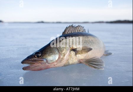 Nahaufnahme eines frisch gefangenen europäischen Süßwasser-Hikeperchs ( Sander lucioperca lucioperca ) auf Eis, Finnland Stockfoto