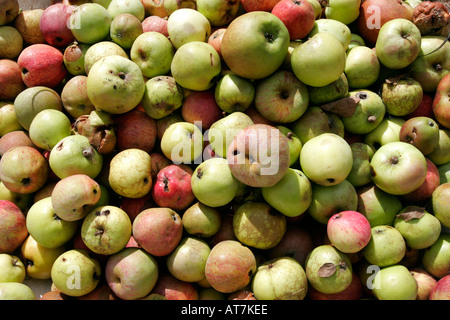 Stein-Schüssel Windfall Äpfel Stockfoto