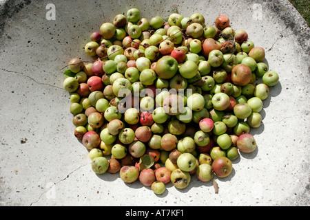 Stein-Schüssel Windfall Äpfel Stockfoto
