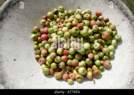 Stein-Schüssel Windfall Äpfel Stockfoto