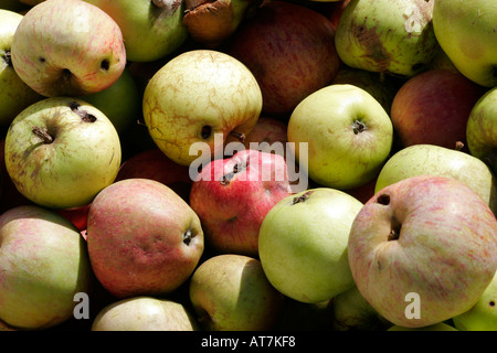 Stein-Schüssel Windfall Äpfel Stockfoto
