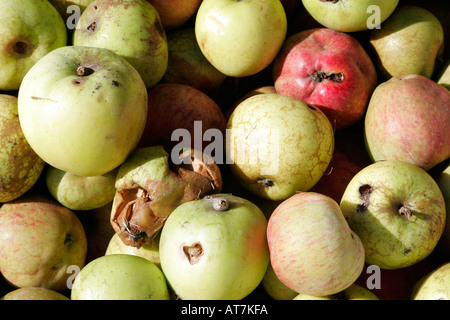 Stein-Schüssel Windfall Äpfel Stockfoto