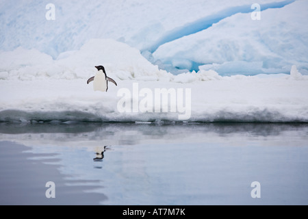 Adelie Pinguin Flügel auf Eisscholle im Weddell-Meer in der Nähe der Antarktis Paulet Island mit seinen Überlegungen zeigen im Wasser ausbreitet Stockfoto