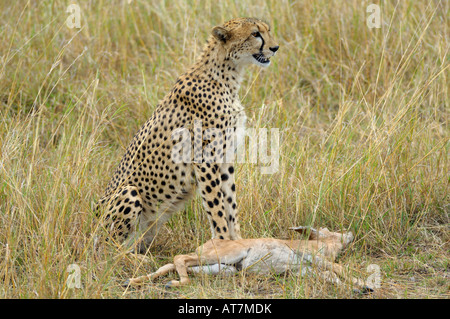 Geparden, ein Gepard auf ein Topi Cub töten, Masai Mara, Kenia Stockfoto