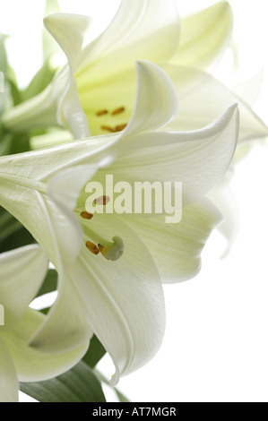 Ostern White Lilly Flower Head schließen gegen weiße, Lililum anmutende innerhalb Blumen zeigen. White Lily Köpfe. Stockfoto