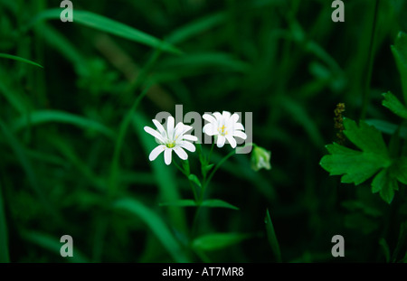 größere Stitchwort, Kreuzottern Fleisch, Stellaria holostea Stockfoto