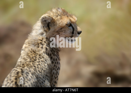 Cheetah Cubs, Seite Porträt von einem Geparden Cub, Masai Mara, Kenia Stockfoto