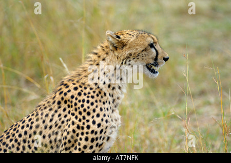 Geparden, ein Gepard bei einem Topi Cub Kill Seite Porträt, Masai Mara, Kenia Stockfoto