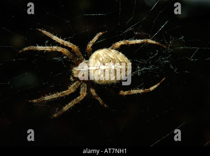 Spinne im Netz Stockfoto