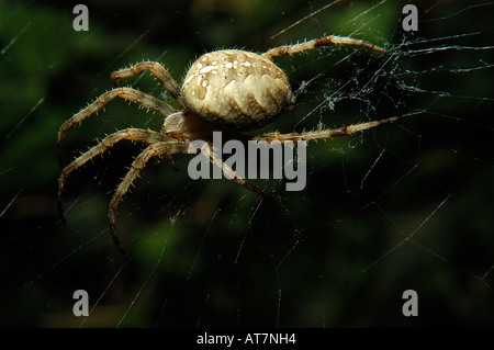 Spinne im Netz Stockfoto