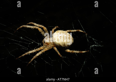 Spinne im Netz Stockfoto