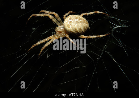 Spinne im Netz Stockfoto