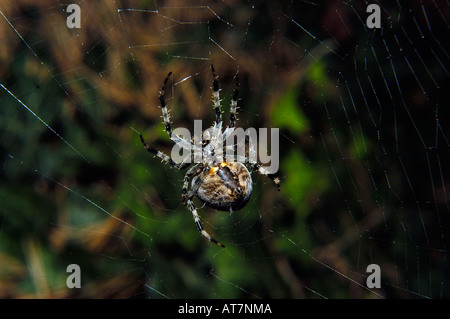 Spinne im Netz Stockfoto