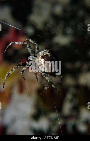 Spinne im Netz Stockfoto