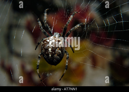 Spinne im Netz Stockfoto