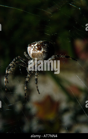 Spinne im Netz Stockfoto