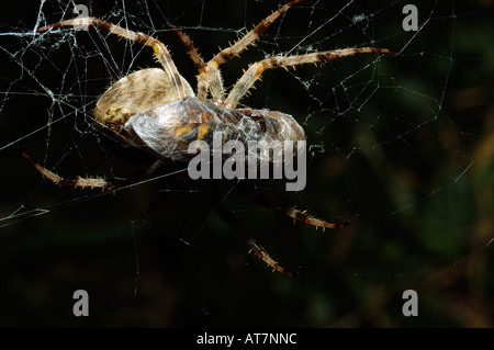 Spinne mit erbeuteten Hornet Stockfoto