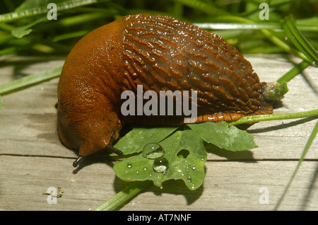 Spanisch Slug Nahaufnahme Garten Europas, isst lusitanische Slug (Arion Vulgaris, Arion Lusitanicus), auf hölzernen Stamm verlassen Stockfoto