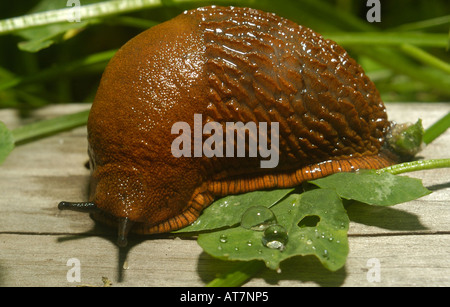 Spanisch Slug Nahaufnahme Garten Europas, isst lusitanische Slug (Arion Vulgaris, Arion Lusitanicus), auf hölzernen Stamm verlassen Stockfoto