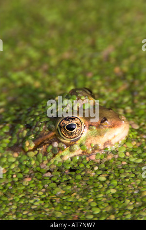 Kopf und Auge ein Marsh Frog Rana Ridibunda in einen Entwässerungsgraben bedeckt in Ente Unkraut UK Frühherbst Stockfoto