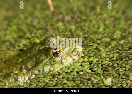 Kopf und Auge ein Marsh Frog Rana Ridibunda in einen Entwässerungsgraben bedeckt in Ente Unkraut London UK Frühherbst Stockfoto