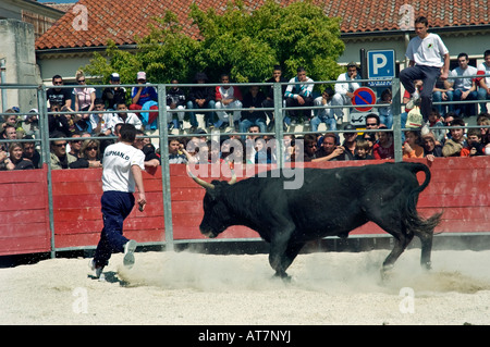 Arles France, französische männliche Teenager Matadors in der traditionellen Carmaque Stierkampfzeremonie Feria 'Bull Fighting Festival' Teens and Animals Stockfoto