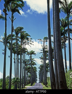 Straße aufgereiht mit Royal Palmen, Allée Dumanoir, Guadeloupe, Französisch-Westindien Stockfoto