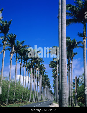 Straße aufgereiht mit Royal Palmen, Allée Dumanoir, Guadeloupe, Französisch-Westindien Stockfoto