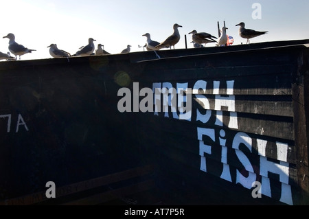 Möwen versammeln sich auf dem Dach eines Frischfisch Stall am Strand von Hastings in Sussex Stockfoto