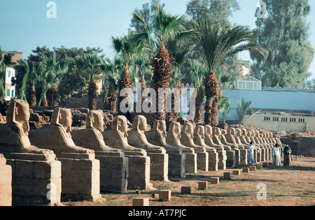 Eine Seite der langen Allee von Ram leitete Sphinxe in Karnak am Ostufer des Flusses Nil Ägypten Stockfoto