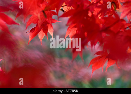 Rot Acer Blätter im Herbst gegen einen weichen, aus Fokus Hintergrund. Stockfoto