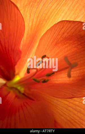 Amaryllis Nahaufnahme Stockfoto