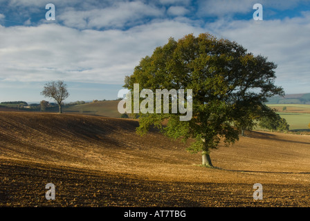 Ein vor kurzem kultiviert und gesäten Feld mit einem einzigen Baum in Warwickshire, England, UK Stockfoto