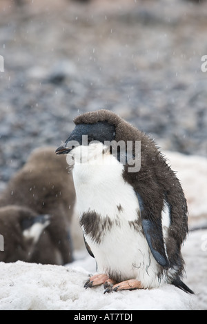 Plump Adelie Pinguin Küken Teil seiner Baby unten stehend auf Schnee auf Paulet Insel Weddellmeer Antarktis verlieren Stockfoto