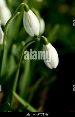 Schneeglöckchen im Spätwinter Stockfoto