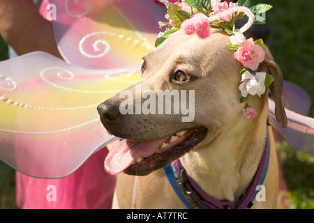 Hund trägt Blütenkopf Pice und Schmetterling Flügel Stockfoto