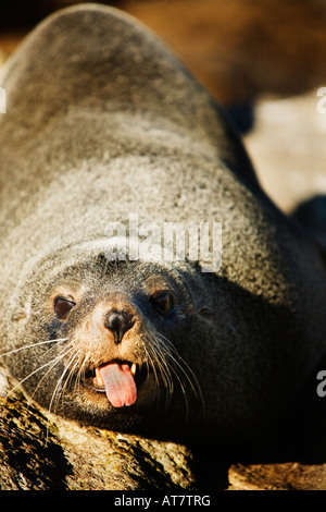 New Zealand Seebär Zunge heraus Stockfoto