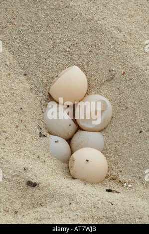 Green Turtle Nest aufgedeckt durch Raubtiere auf Pulau Selingan (Turtle Island) Sabah, Borneo Stockfoto