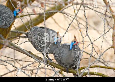 Behelmte Perlhühner (Numida Meleagris), Ruaha Nationalpark, Tansania, Afrika Stockfoto