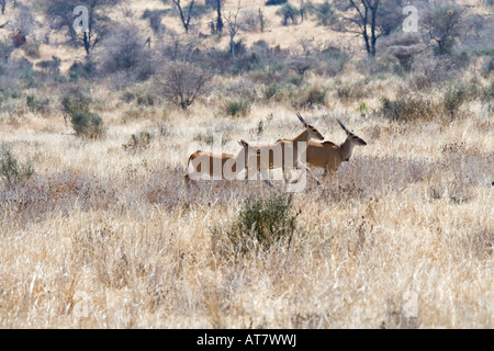 Eland Familie (Tauro Oryx), Ruaha Nationalpark, Tansania, Afrika Stockfoto