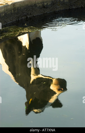Landwirtschaft Landwirtschaft Milchwirtschaft Eastern Cape-Südafrika Stockfoto