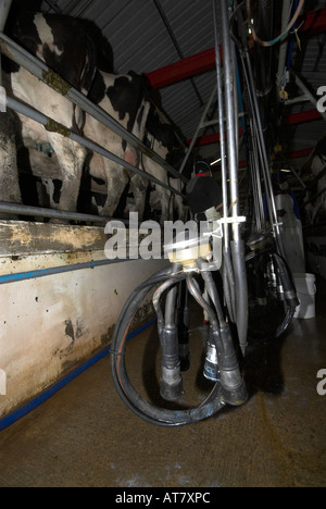 Landwirtschaft Landwirtschaft Milchwirtschaft Eastern Cape-Südafrika Stockfoto