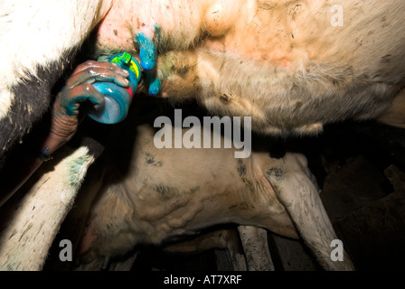 Landwirtschaft Landwirtschaft Milchwirtschaft Eastern Cape-Südafrika Stockfoto