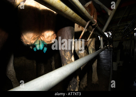 Landwirtschaft Landwirtschaft Milchwirtschaft Eastern Cape-Südafrika Stockfoto