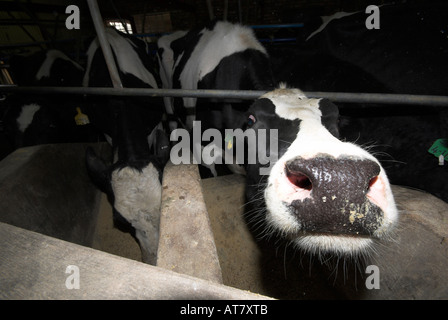 Landwirtschaft Landwirtschaft Milchwirtschaft Eastern Cape-Südafrika Stockfoto