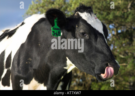 Landwirtschaft Landwirtschaft Milchwirtschaft Eastern Cape-Südafrika Stockfoto