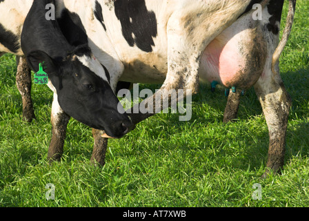 Landwirtschaft Landwirtschaft Milchwirtschaft Eastern Cape-Südafrika Stockfoto